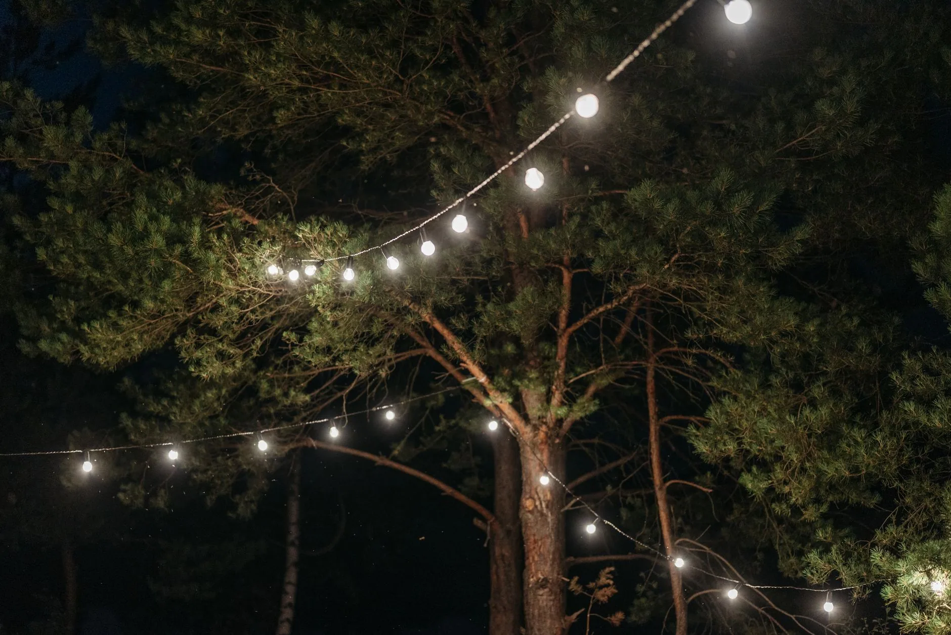 Globe string lights strung through pine tree night gaston SC