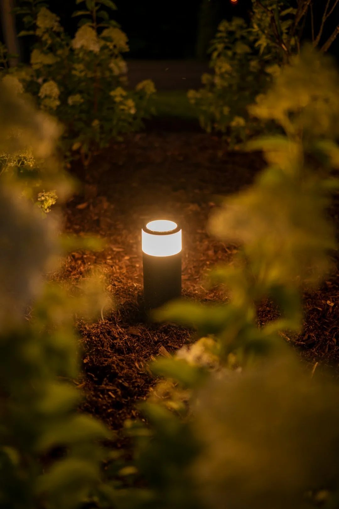 Glowing bollard light through hydrangea leaves columbia SC