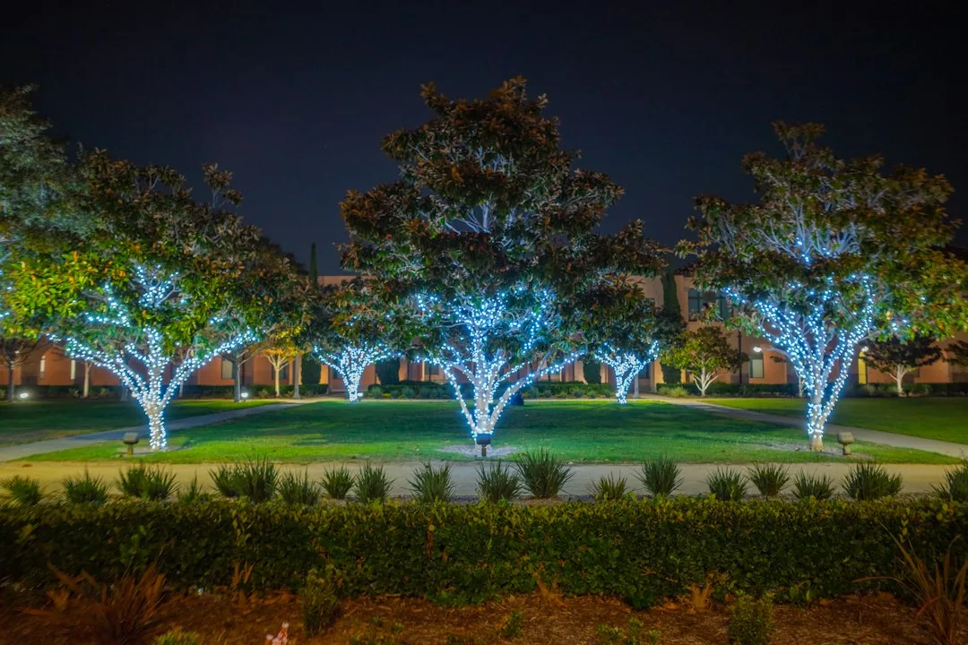 Magnolia trees wrapped white string lights courtyard lawn night chapin SC