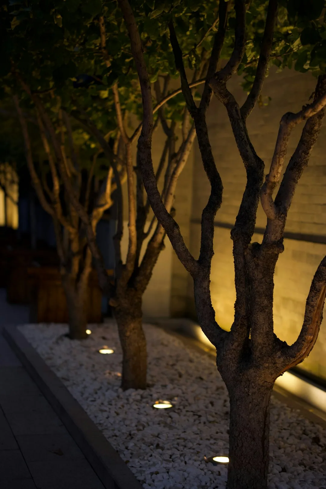 Multi stem trees in ground uplights white pebble bed brick wall irmo SC