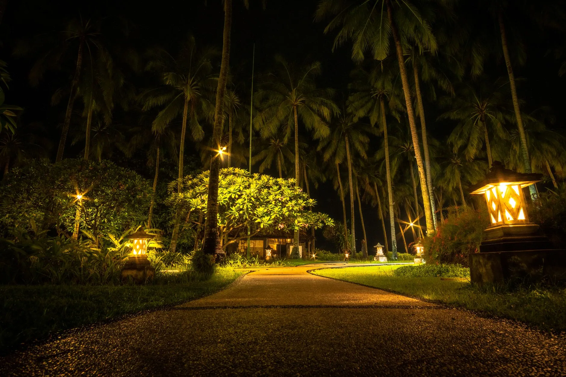 Palm tree grove lantern lights gravel driveway night lexington SC