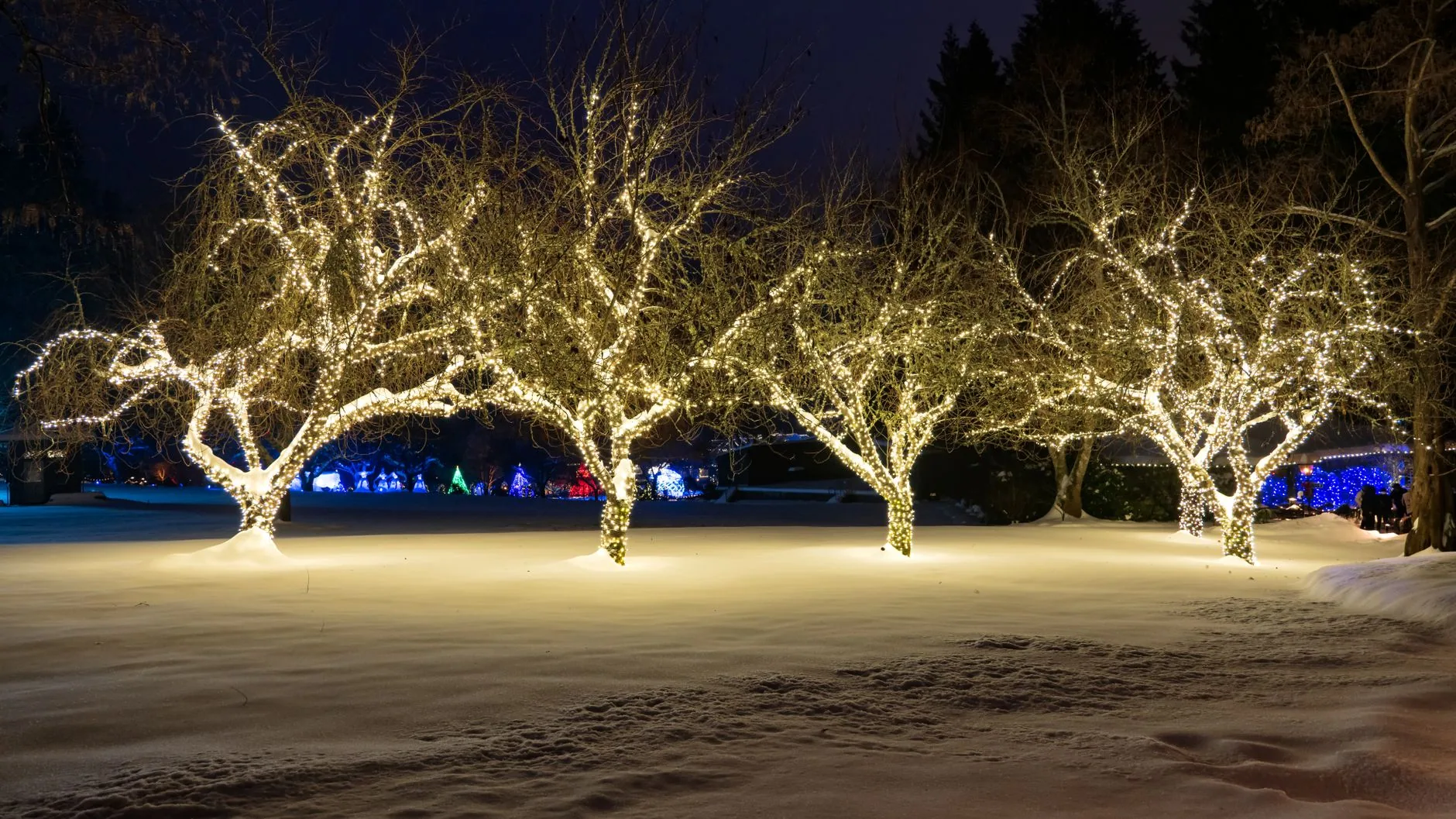Wide snow covered lawn bare trees wrapped warm white lights lake murray SC